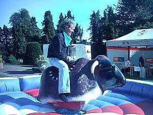 rodeo bull