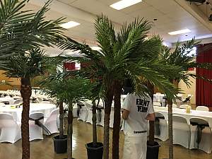 palm trees