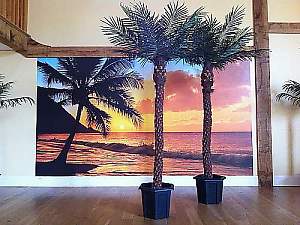 phoenix palm