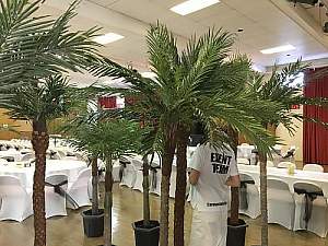 8ft palms