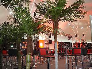 6ft palms